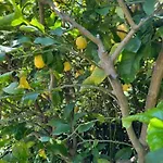 Casa Limoneto Lägenhet Noli