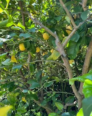 Casa Limoneto Lejlighed Noli