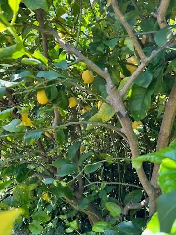 Casa Limoneto Appartement Noli